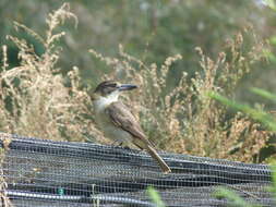 Image of Butcherbird