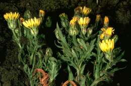 Image of Santa Cruz desertdandelion