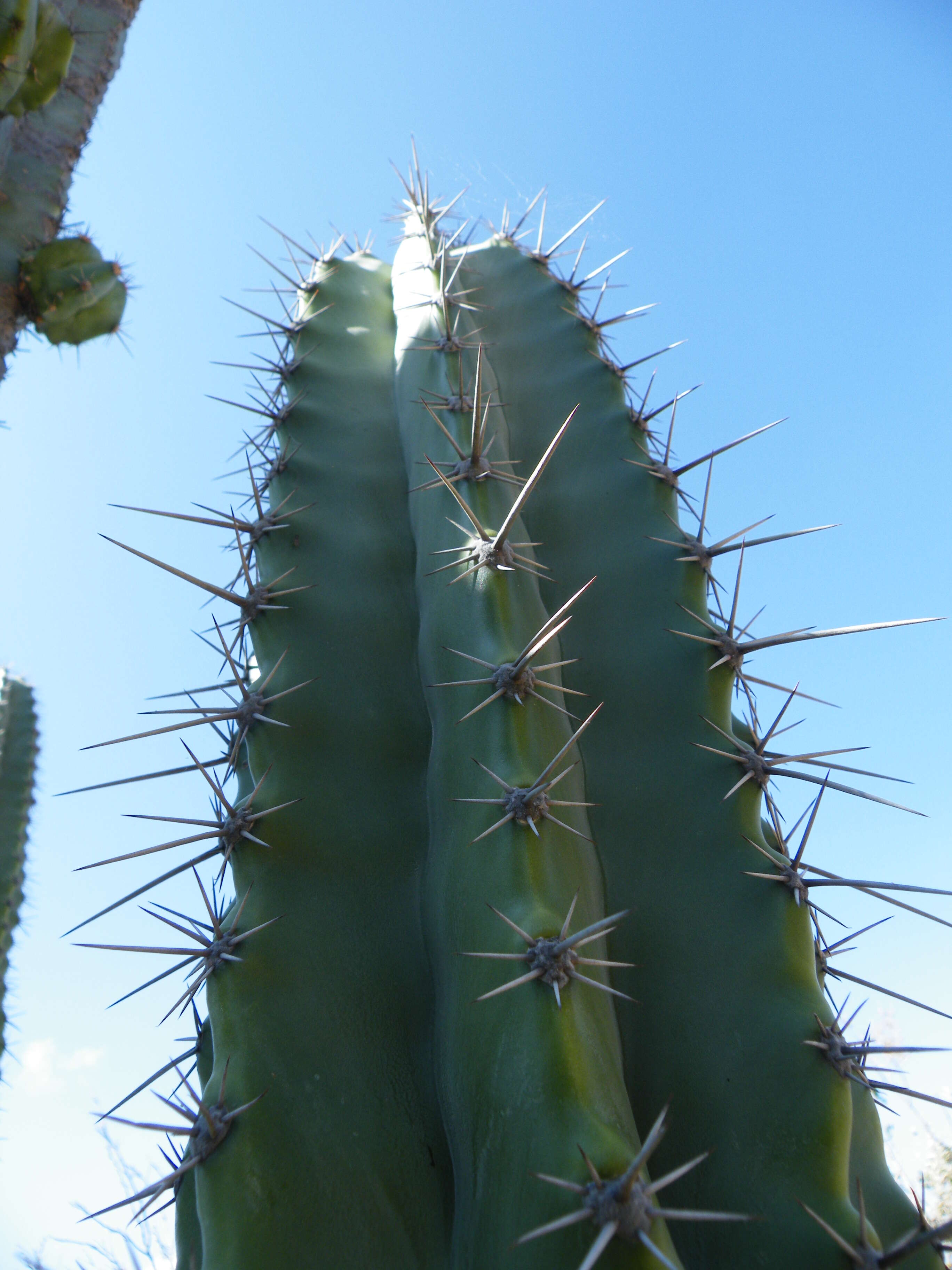 Image of Stenocereus stellatus (Pfeiff.) Riccob.