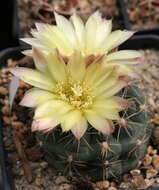 Image of Gymnocalycium andreae (Boed.) Backeb.