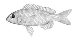 Image of Scolopsis ciliata