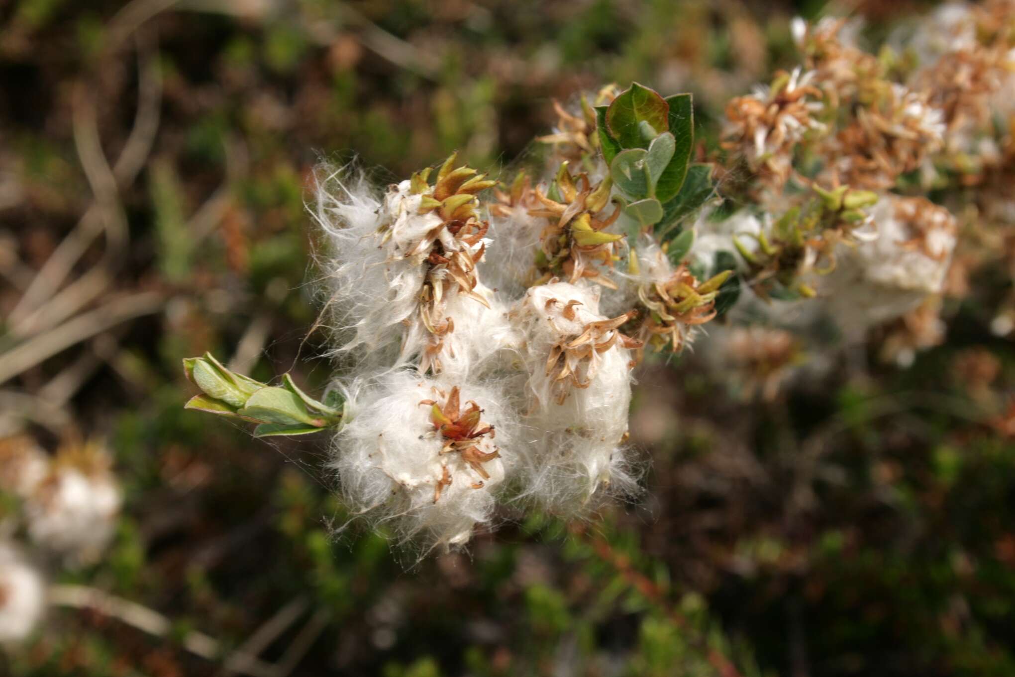 Image of creeping willow