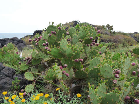 Image of Opuntia dillenii