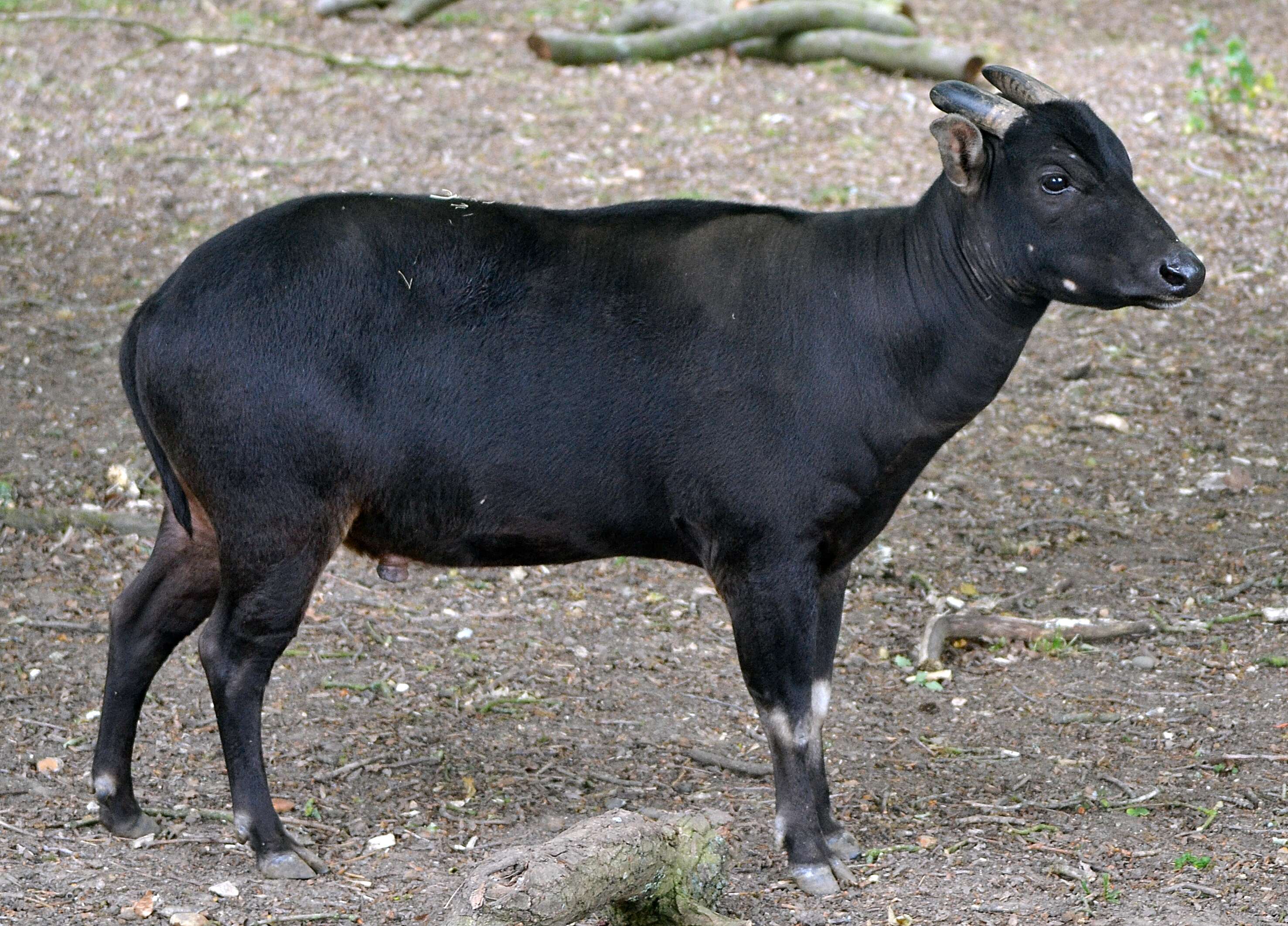 Image of Lowland anoa