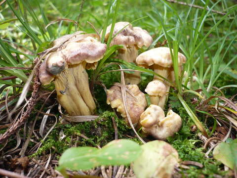 Plancia ëd Cantharellus amethysteus (Quél.) Sacc. 1887