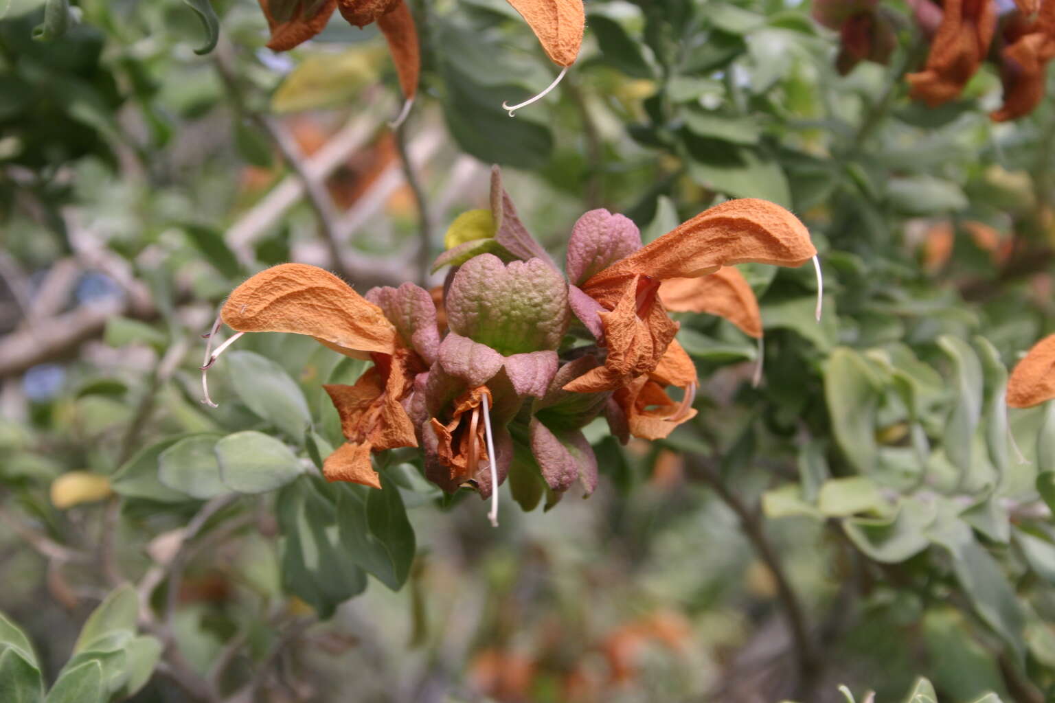 Salvia aurea L. resmi