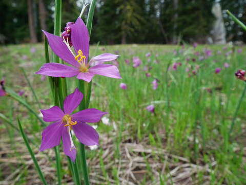 Image of Douglas' grasswidow