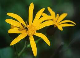 Image of Ligularia fischeri (Ledeb.) Turcz.