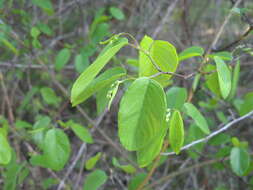 Sivun Berchemia scandens (Hill) K. Koch kuva