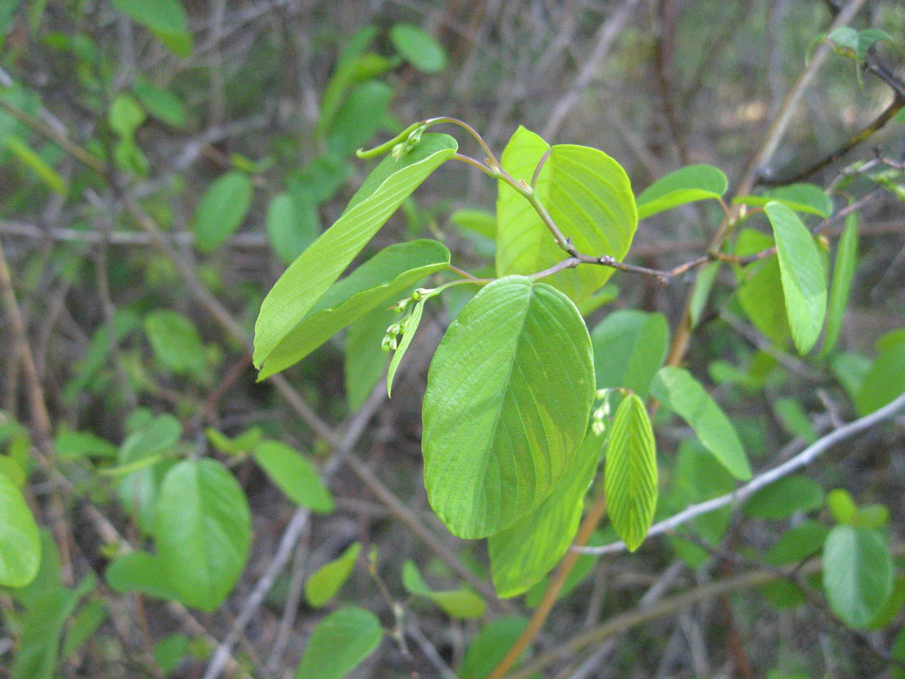 Sivun Berchemia scandens (Hill) K. Koch kuva