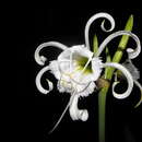 Image of Basket flower