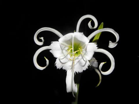 Image of Basket flower