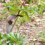 Image of Arisaema thunbergii subsp. urashima (H. Hara) H. Ohashi & J. Murata