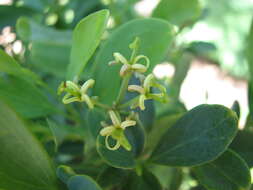 Image of Stenocarpus umbelliferus (J. R. & G. Forst.) Druce