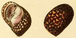 Image of Vittina coromandeliana (G. B. Sowerby I 1836)