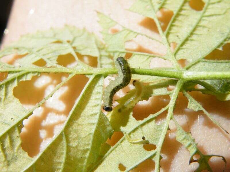 Image of Raspberry Sawfly
