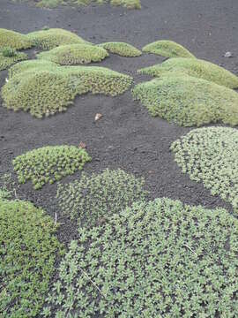 Image of Astragalus siculus Rafin.