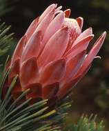 Image of Protea aristata Phillips