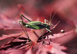 Image of striped bush-cricket