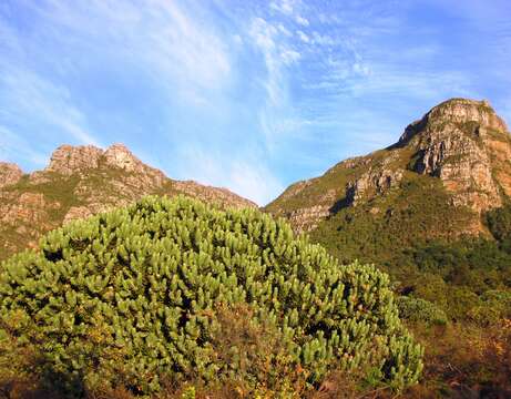 Image of Grey tree-pincushion