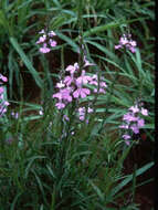 Image of purple witchweed