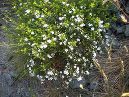 Image of Cerastium utriense G. Barberis