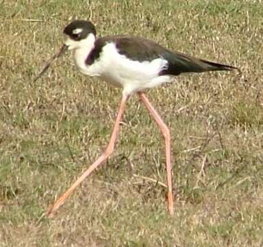 Image of Hawaiian stilt