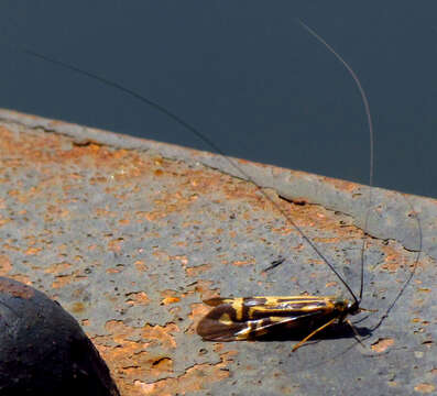 Image of Zebra Caddisfly