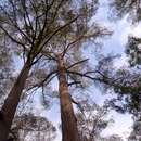 Imagem de Eucalyptus expressa S. A. J. Bell & D. Nicolle