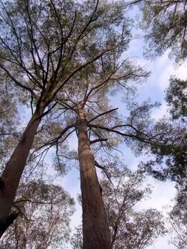 Sivun Eucalyptus expressa S. A. J. Bell & D. Nicolle kuva