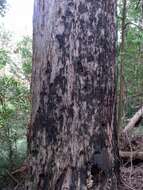 Image of Eucalyptus expressa S. A. J. Bell & D. Nicolle