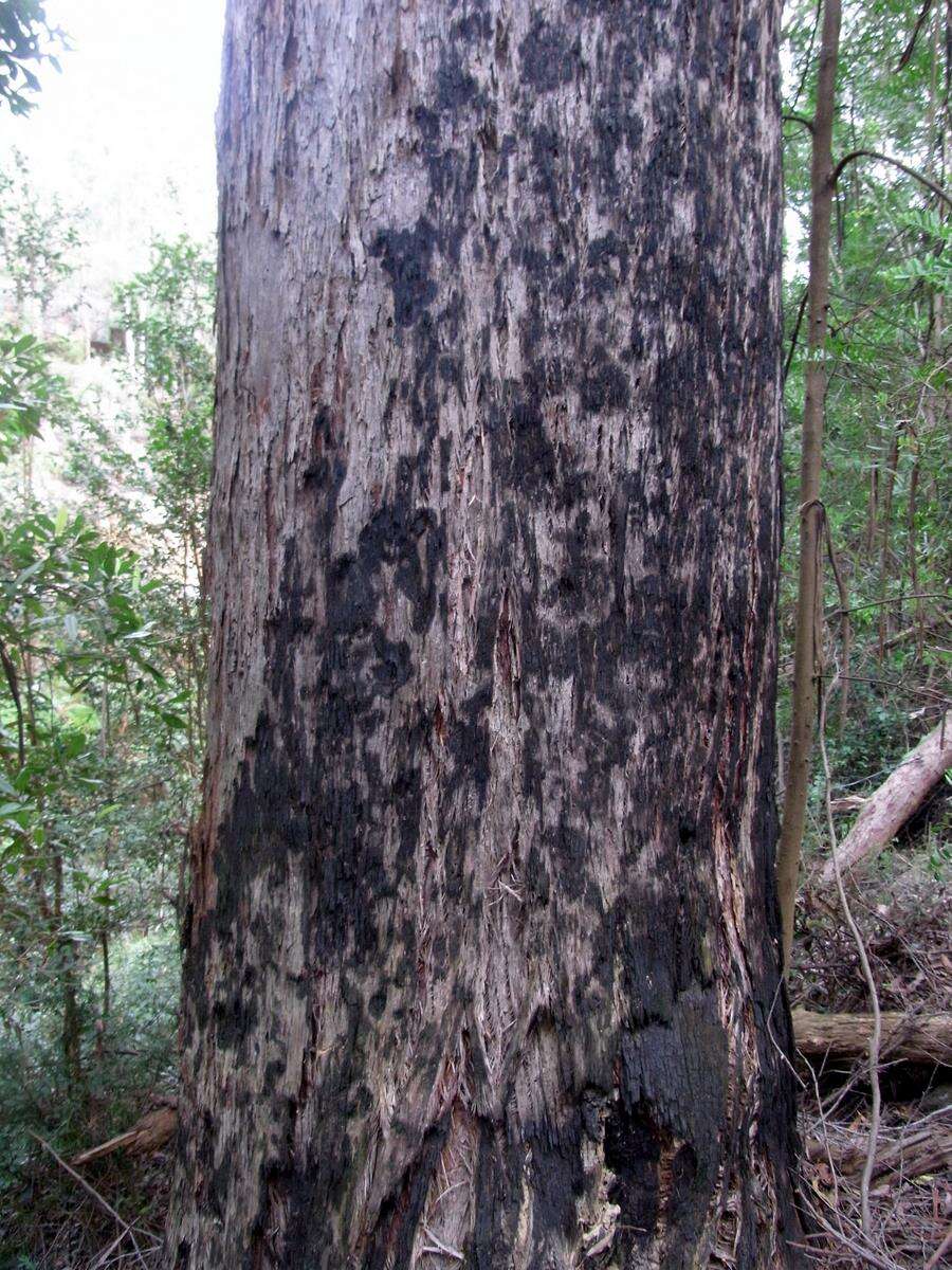 Image of Eucalyptus expressa S. A. J. Bell & D. Nicolle