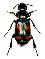 Image of Roundneck Sexton Beetle