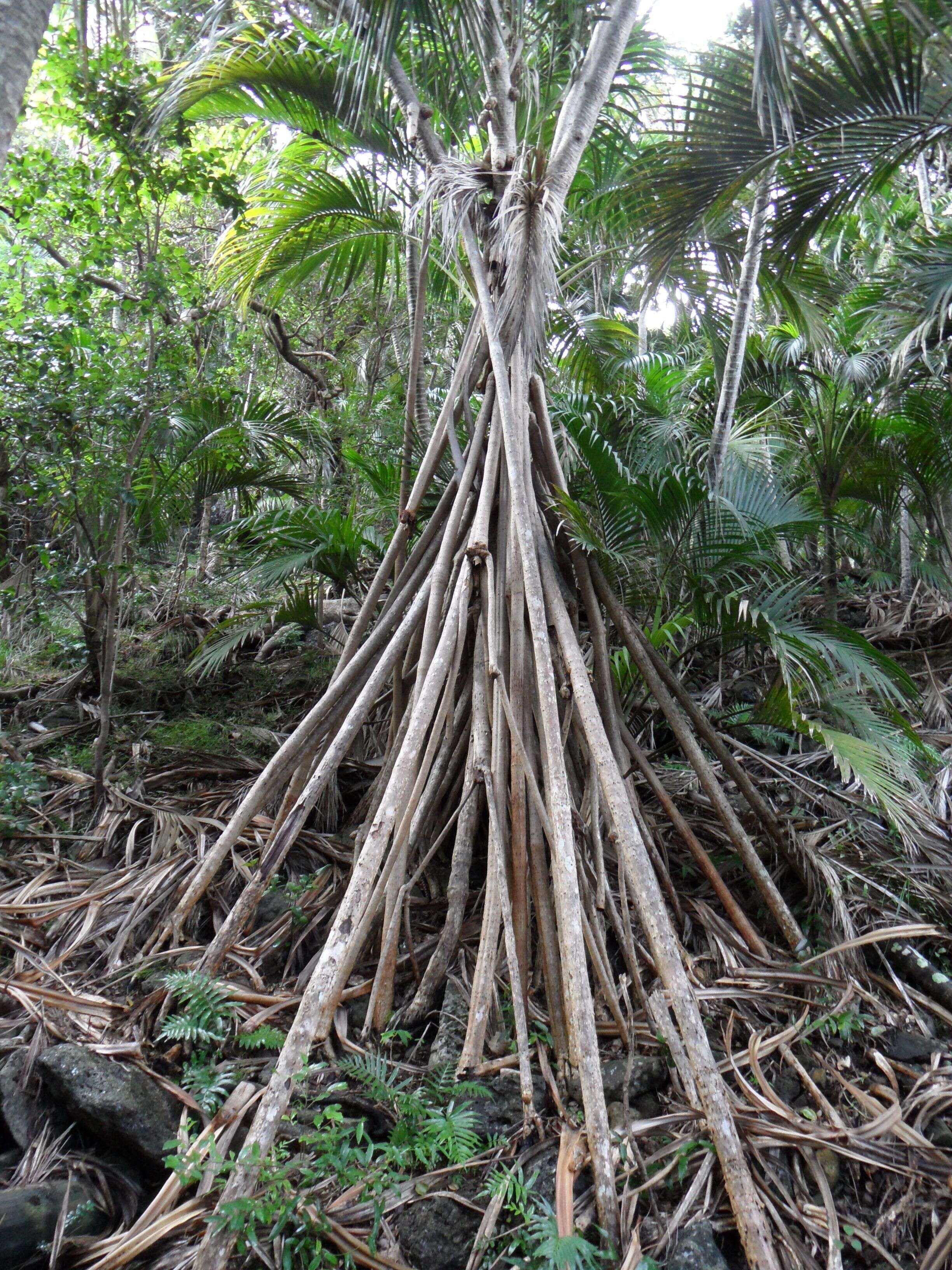 Image de Pandanus forsteri C. Moore & F. Muell.