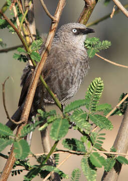 Image of Black-lored Babbler