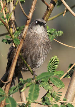 Image of Black-lored Babbler