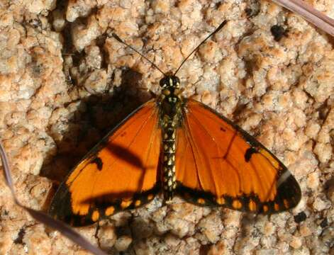 Image of Acraea eponina Cramer 1780