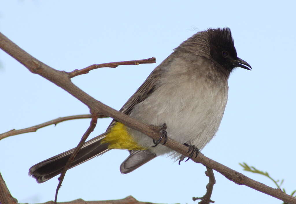 Imagem de Pycnonotus tricolor (Hartlaub 1862)