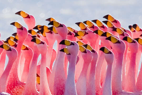 Image of James's Flamingo