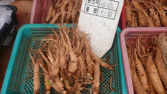 Image of Chinese ginseng