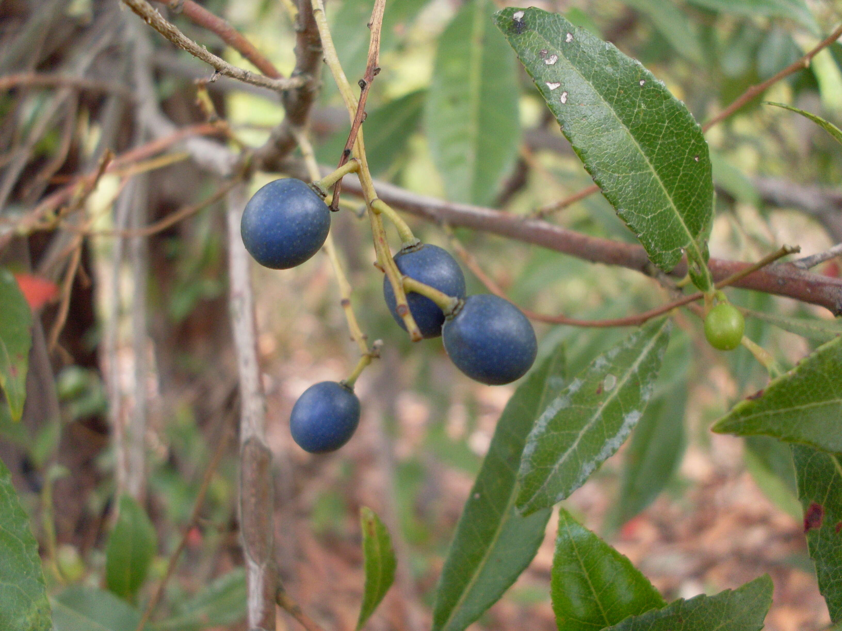 Image of Elaeocarpus reticulatus Sm.