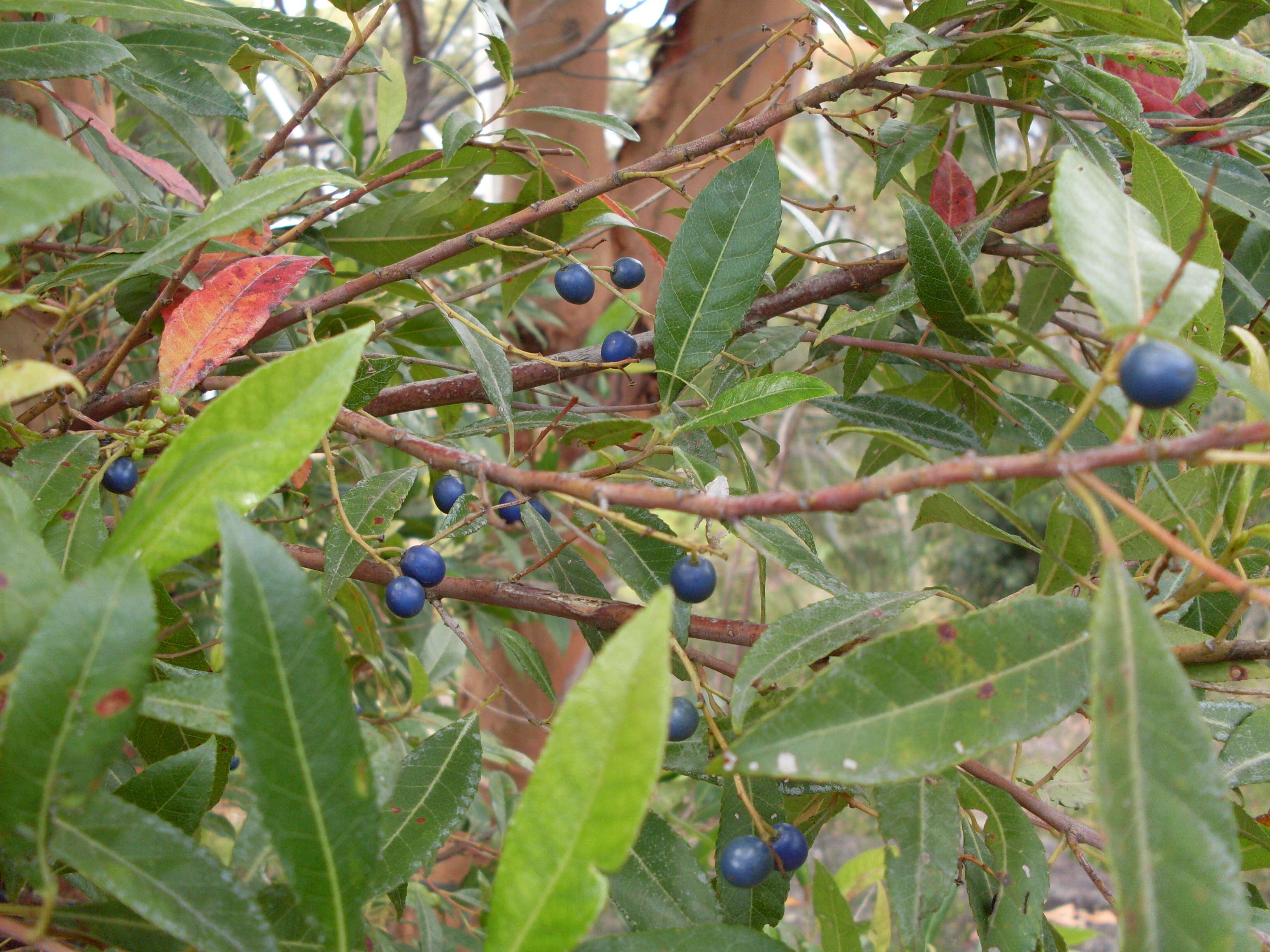 Image of Elaeocarpus reticulatus Sm.