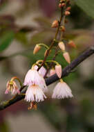 Image of Elaeocarpus reticulatus Sm.