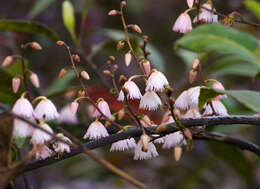 Image of Elaeocarpus reticulatus Sm.