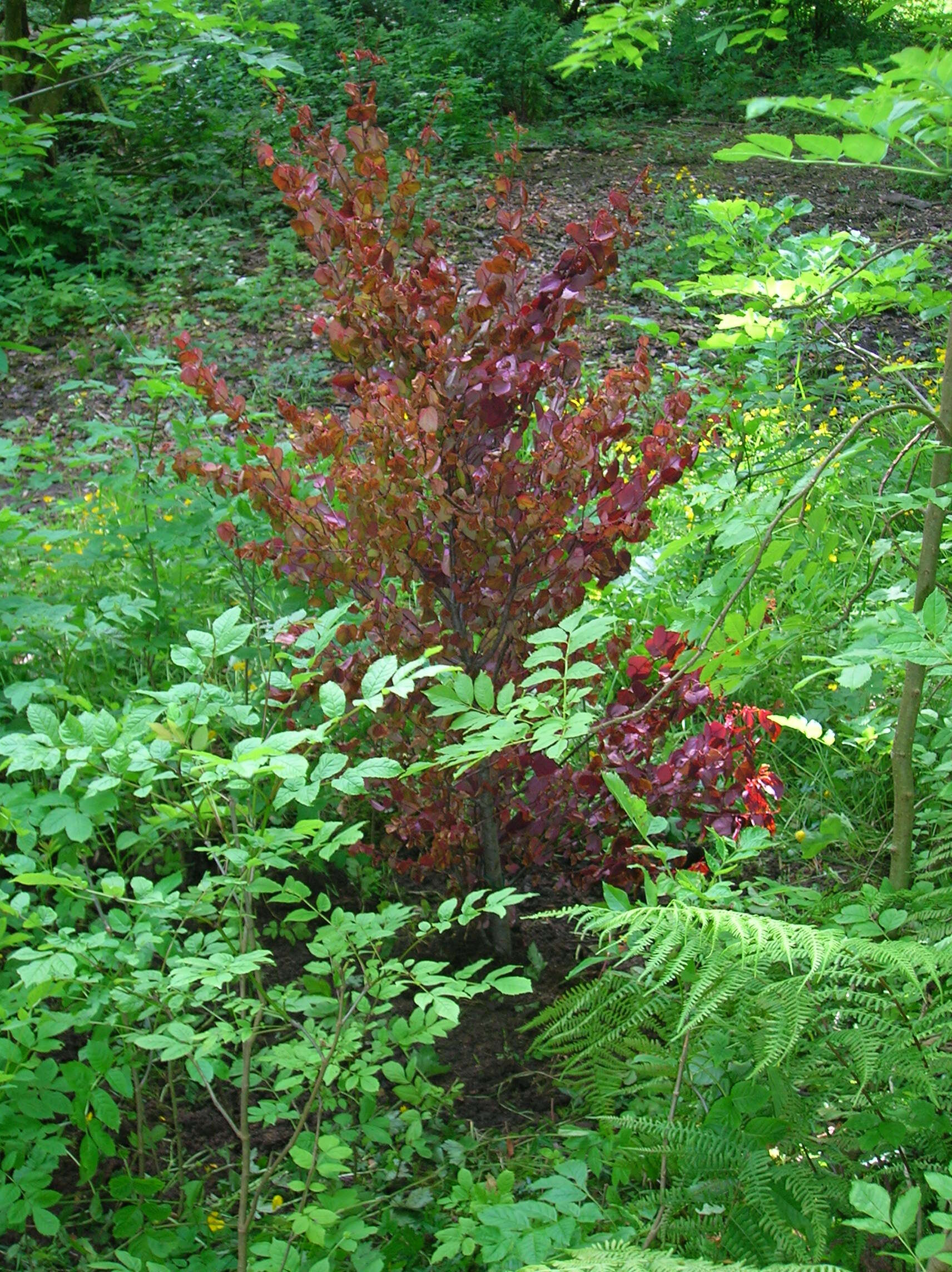 Image of katsura tree family