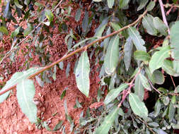 Image of Salix pedicellata Desf.