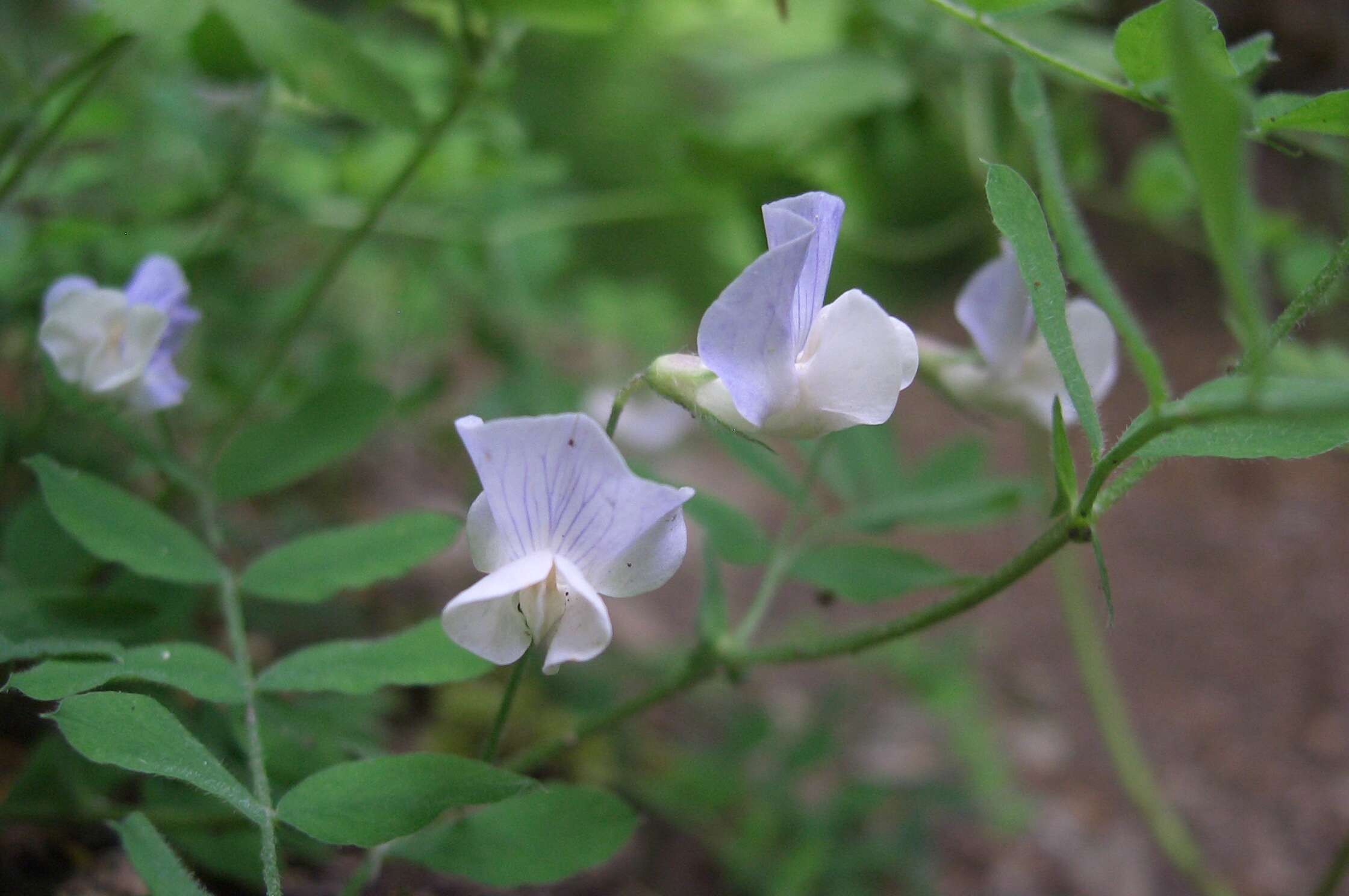 Слика од Lathyrus torreyi A. Gray