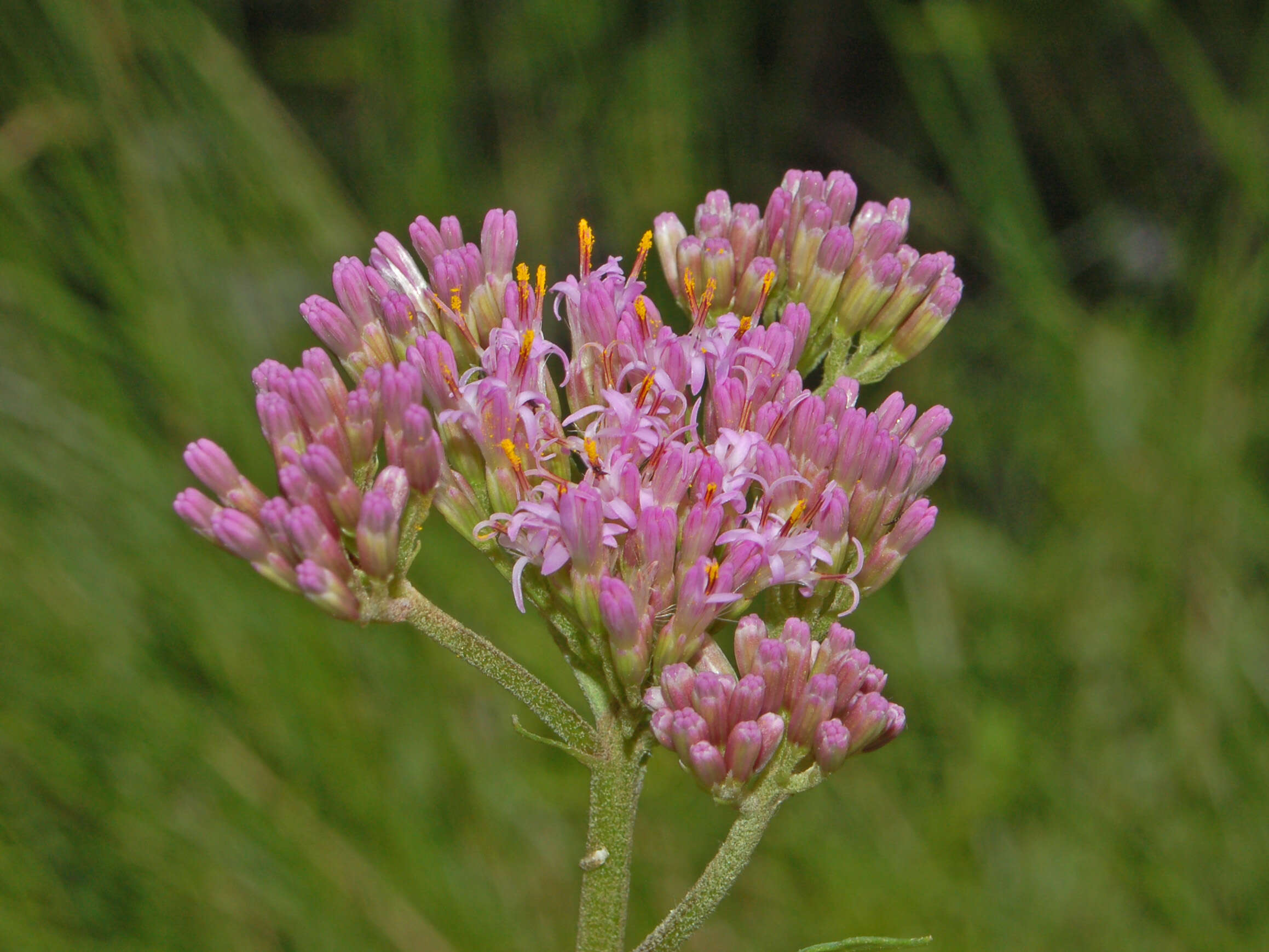 Image of Adenostyles alpina (L.) Bluff & Fingerh.