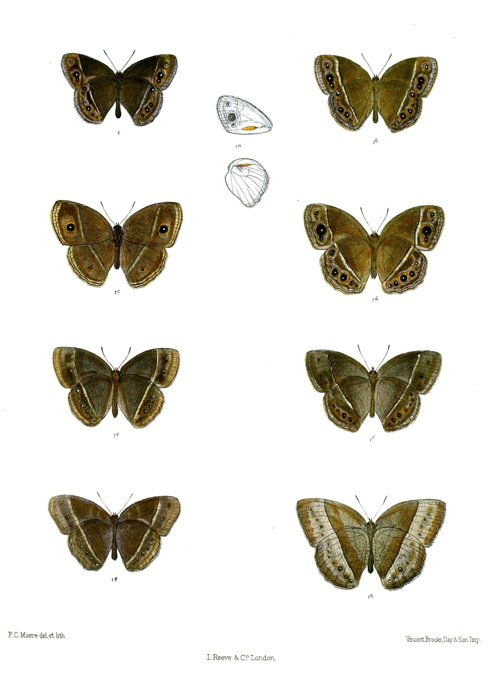 Image of Mycalesis subdita Moore (1890)