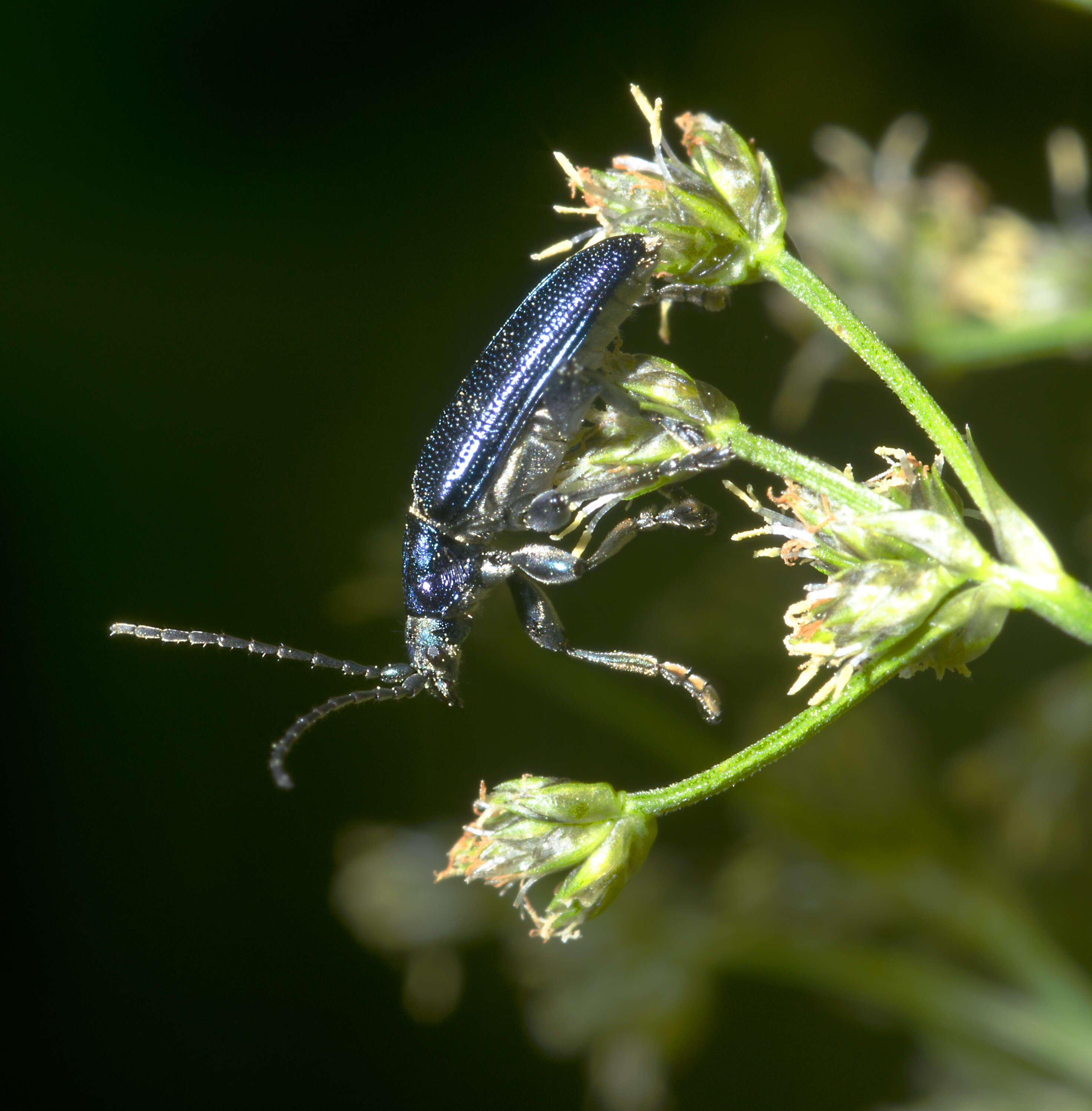 Image of Plateumaris sericea